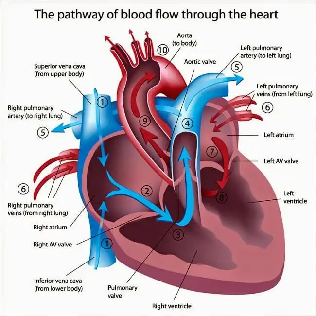 Acupuncture Improves Heart Function